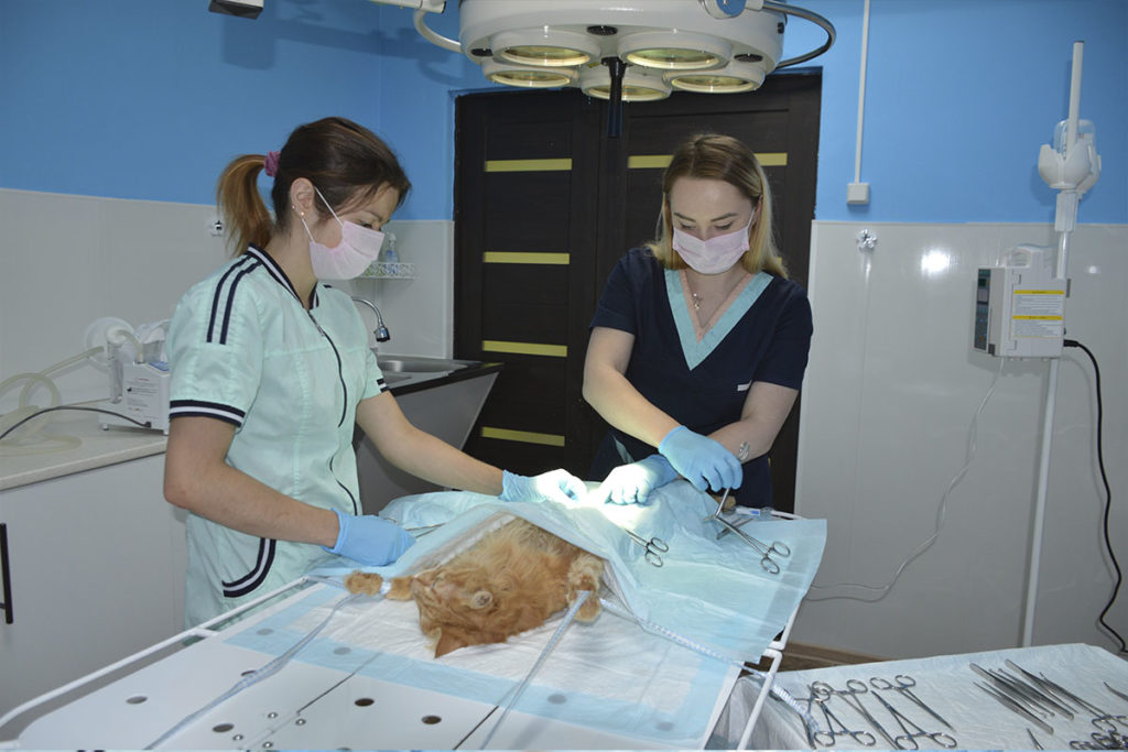Хирургия для животных в Омске